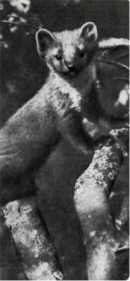 Мир животных Том 1 - i_163.jpg