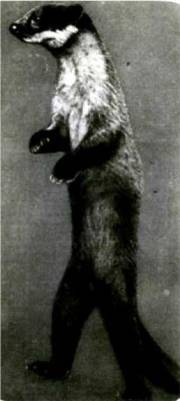 Мир животных Том 1 - i_168.jpg