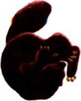 Мир животных Том 1 - i_173.jpg