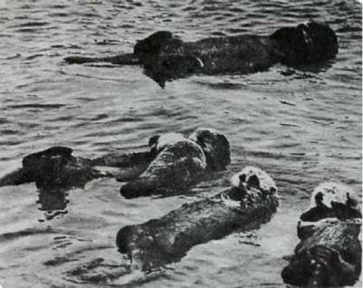 Мир животных Том 1 - i_176.jpg