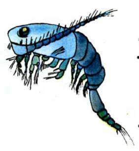 Мир животных Том 1 - i_177.jpg