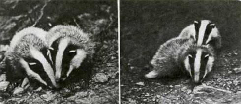 Мир животных Том 1 - i_178.jpg