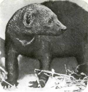 Мир животных Том 1 - i_185.jpg