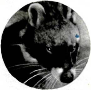 Мир животных Том 1 - i_193.jpg