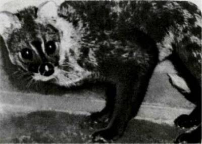 Мир животных Том 1 - i_194.jpg