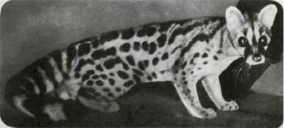 Мир животных Том 1 - i_197.jpg