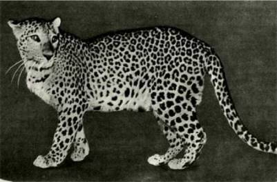 Мир животных Том 1 - i_229.jpg