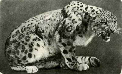 Мир животных Том 1 - i_230.jpg