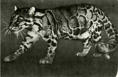 Мир животных Том 1 - i_231.jpg