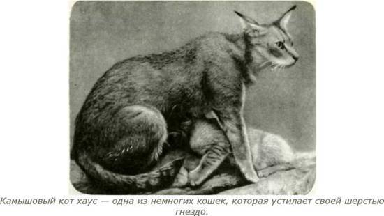 Мир животных Том 1 - i_244.jpg