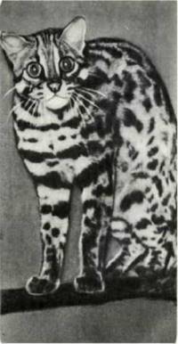 Мир животных Том 1 - i_247.jpg