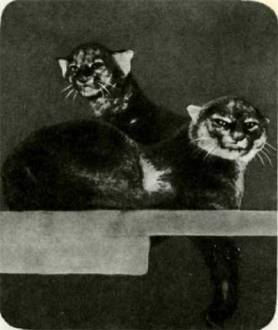 Мир животных Том 1 - i_251.jpg