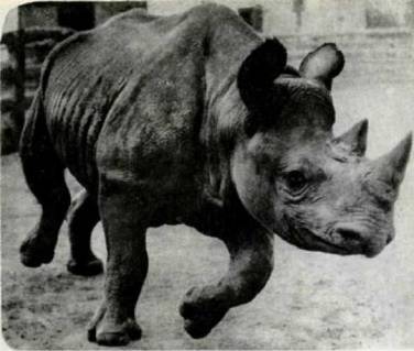 Мир животных Том 1 - i_270.jpg