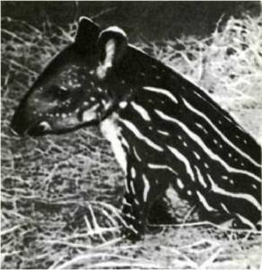 Мир животных Том 1 - i_278.jpg