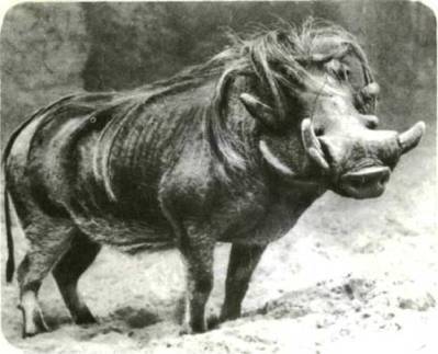 Мир животных Том 1 - i_295.jpg