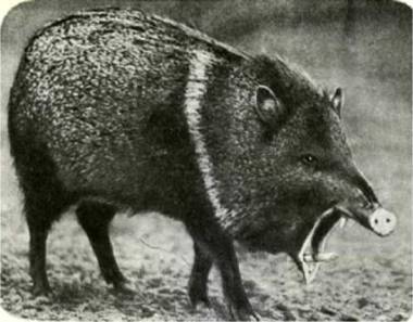 Мир животных Том 1 - i_299.jpg