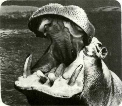 Мир животных Том 1 - i_301.jpg