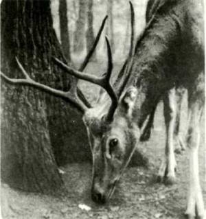 Мир животных Том 1 - i_326.jpg