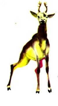 Мир животных Том 1 - i_328.jpg