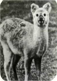 Мир животных Том 1 - i_331.jpg