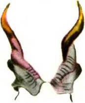 Мир животных Том 1 - i_353.jpg