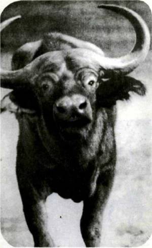 Мир животных Том 1 - i_357.jpg