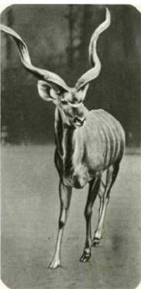 Мир животных Том 1 - i_359.jpg