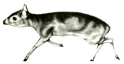 Мир животных Том 1 - i_360.jpg