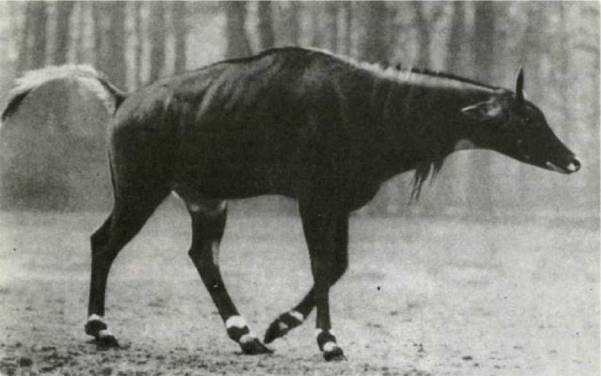 Мир животных Том 1 - i_379.jpg