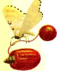 Насекомые. Пауки - i_013.jpg