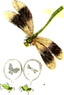 Насекомые. Пауки - i_034.jpg