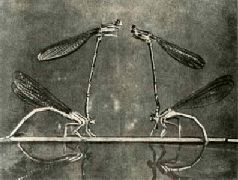 Насекомые. Пауки - i_036.jpg