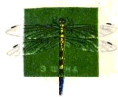 Насекомые. Пауки - i_038.jpg