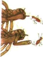 Насекомые. Пауки - i_039.jpg