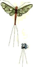 Насекомые. Пауки - i_042.jpg