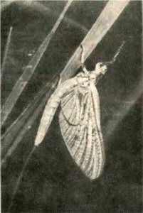 Насекомые. Пауки - i_043.jpg