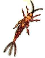 Насекомые. Пауки - i_044.jpg