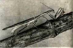 Насекомые. Пауки - i_057.jpg