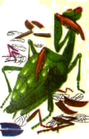 Насекомые. Пауки - i_058.jpg