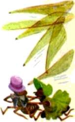 Насекомые. Пауки - i_061.jpg