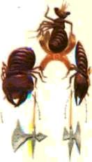 Насекомые. Пауки - i_062.jpg