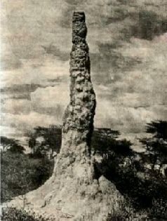 Насекомые. Пауки - i_063.jpg