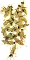 Насекомые. Пауки - i_094.jpg