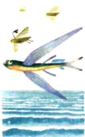 Насекомые. Пауки - i_096.jpg