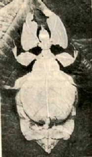 Насекомые. Пауки - i_099.jpg