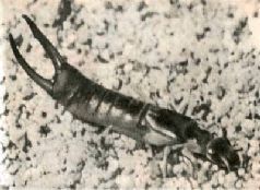 Насекомые. Пауки - i_101.jpg