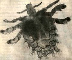 Насекомые. Пауки - i_107.jpg