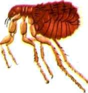 Насекомые. Пауки - i_110.jpg