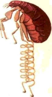 Насекомые. Пауки - i_112.jpg