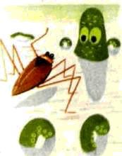 Насекомые. Пауки - i_115.jpg